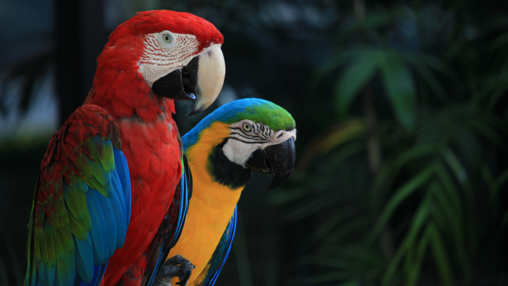 Exotic Bird Insurance | Parrots | MiSure Brokers