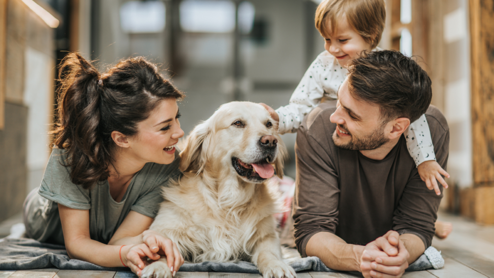 Introducing a New Dog to Your Family | MiSure
